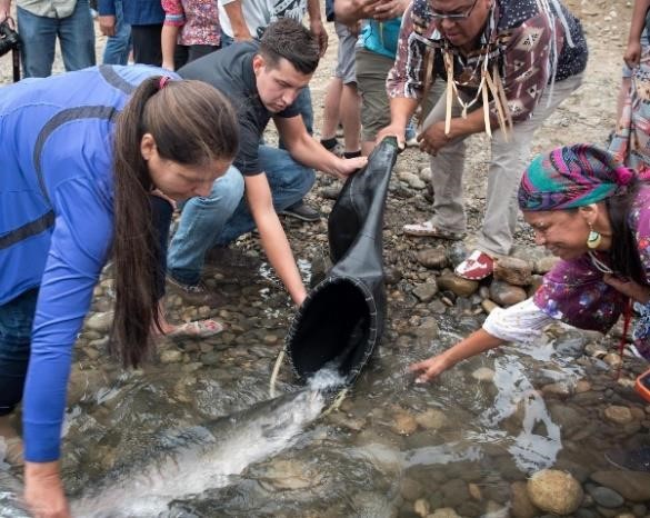 People helping salmon pass through stream