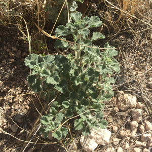 Horehound Marrubium vulgare