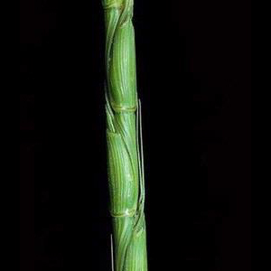 Jointed goatgrass Aegilops cylindrica