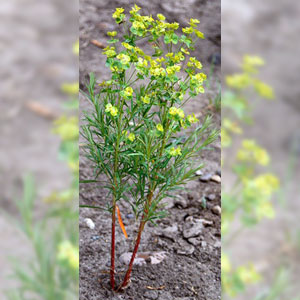 Leafy spurge Euphorbia esula