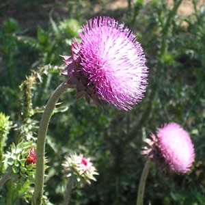 Musk thistle Carduus nutans