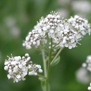 Perennial pepperweed Lepidum latifolium