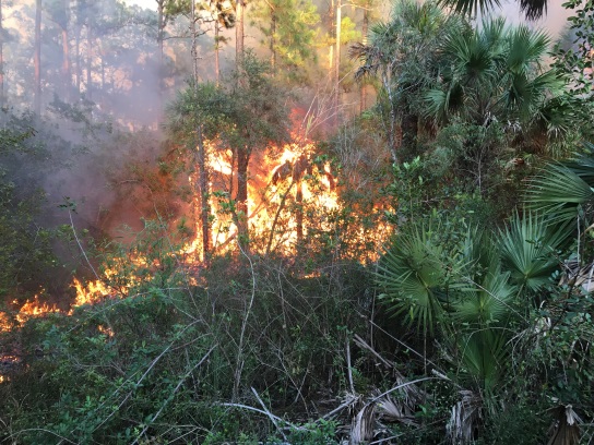 Prescribe fire burning cabbage palm, palmetto and other desirable vegetation on Seminole Reservation, FL.
