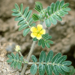 Puncturevine Tribulus terrestris