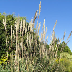 Ravenna grass Saccharum ravennae