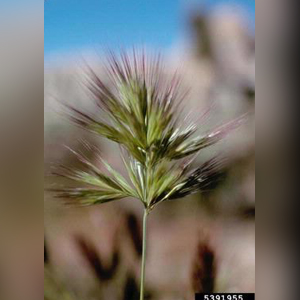 Red brome Bromus rubens