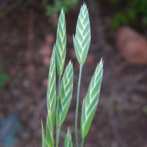 Rescuegrass Bromus catharticus