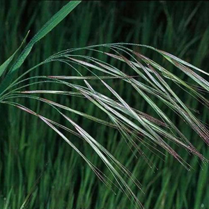 Ripgut brome Bromus diandrus