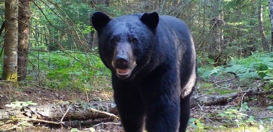 Black bear close up in the forest