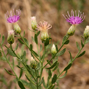 Russian knapweed Acroptilon repens