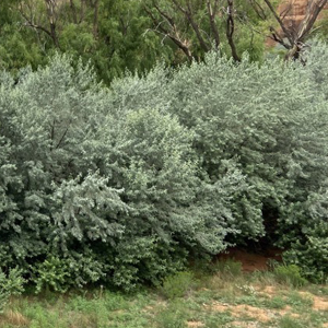 Russian olive Elaeagnus angustifolia