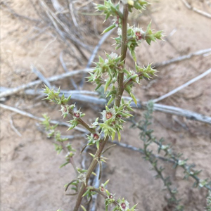 Russian thistle Salsola tragus