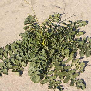 Sahara mustard Brassica tournefortii