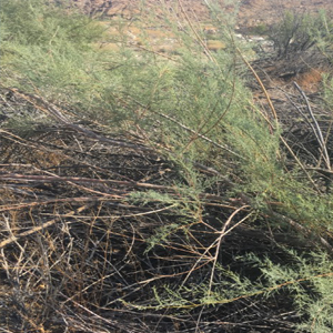 Saltcedar Tamarisk ramosissma