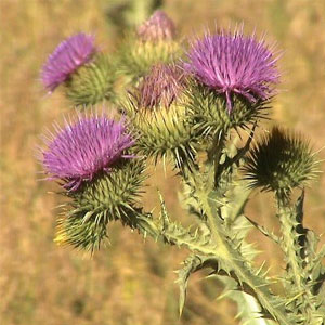 Scotch thistle Onopordum acanthium