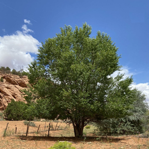 Siberian elm Ulmus pumila