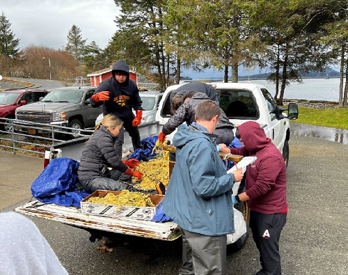 Tribal staff and high school students processing and weighing herring eggs for distribution to Tribal citizens during the April 2022 Herring Camp.