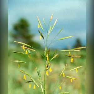 Smooth brome Bromus inermis