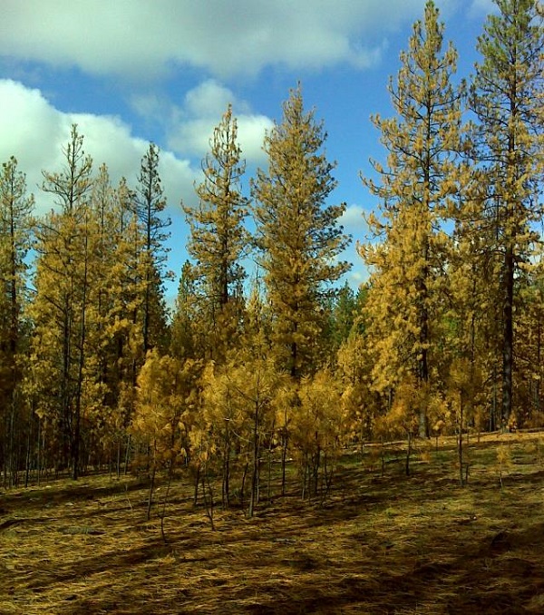 Fire effects immediately adjacent to the WUI Road Treatment, nearly 100% crown scorch.