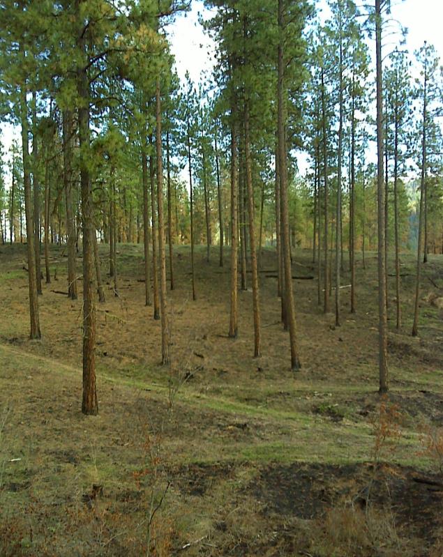 Fire impacts to vegetation and soils were minimal. Note immediate vigorous natural herbaceous response.