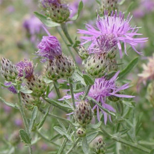 Spotted knapweed Centaurea maculosa