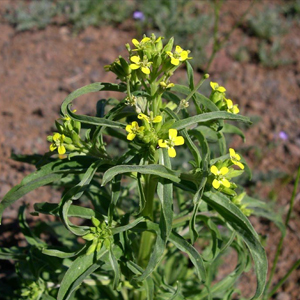 Spreading wallflower Erysimum repandum