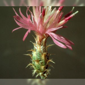 Squarrose knapweed Centaurea virgata