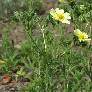 Sulphur cinquefoil Potentilla rect L.