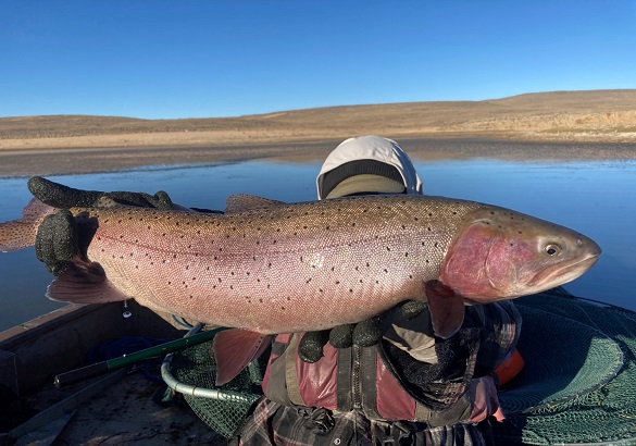 Adult Lahontan cutthroat trout caught during fall 2021 sampling.
