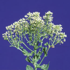 Tall whitetop Cardaria draba