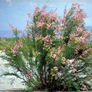 Tamarisk, hybrids Tamarisk spp.