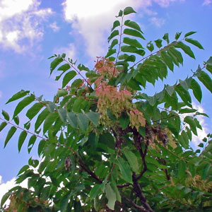 Tree of Heaven Ailanthus altissima