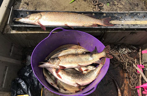 Successful pike removal using gillnets.