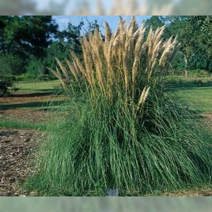 Uruguayan pampas grass Cortaderia sellonana