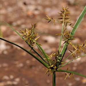 Yellow nutsedge Cyperus esculentus