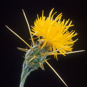 Yellow starthistle Centaurea solstitialis