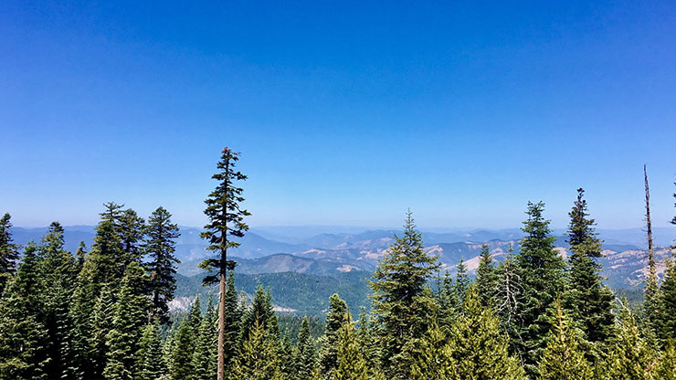 Oregon Tree line with mountain range in the distance. Blue Sky. Photo Credit: Makenzie Cooper