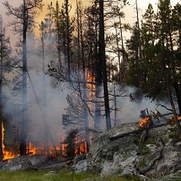Fire at Alpine Lake Wildland Fire