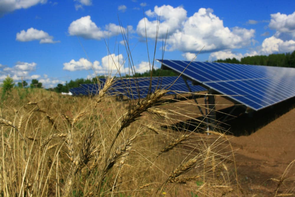 Solar panels with wheat in the foreground