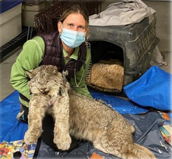 A Tribal Wildlife Biologist kneels as she gently holds a sedated lynx that will be processed and evaluated before being released.