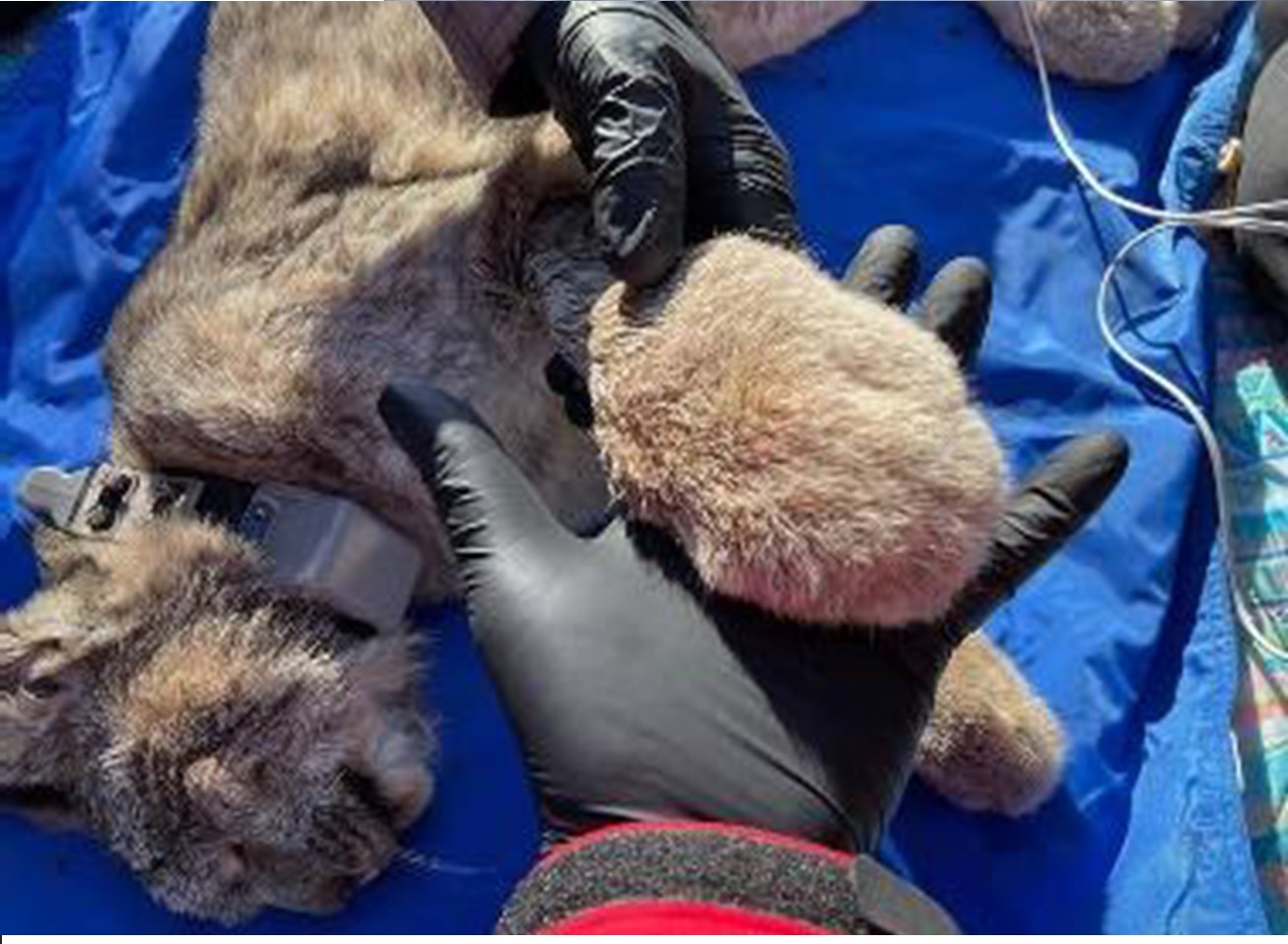 A sedated lynx wearing a fixed GPS collar lays upon a mat as members of the research team hold one of its paws within their hands.