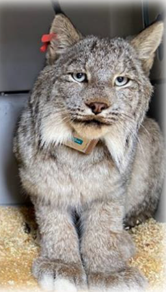 Image shows an alert lynx with orange ear tags and a radio collar around its neck.