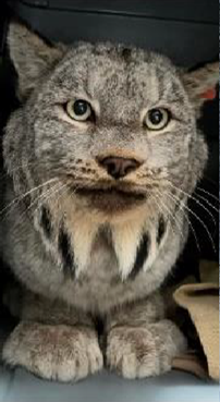 A lynx alert and perched within a kennel after receiving processing that included ear tags and a radio collar.