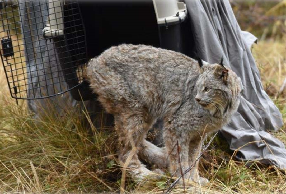 A collared lynx is released from its cage after being trapped and processed.