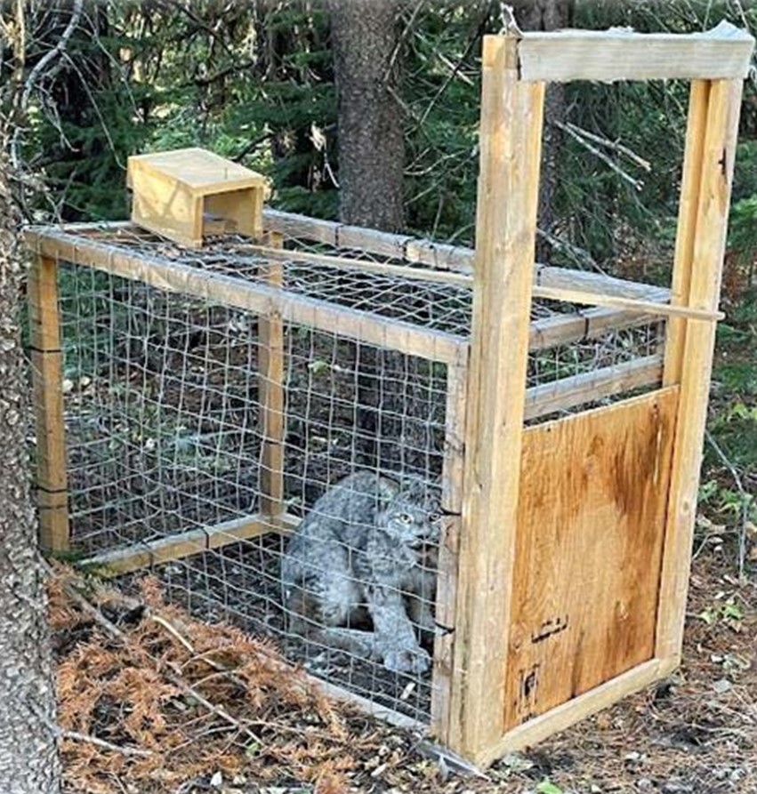 Photo displays a lynx that has been trapped within the Tribes' live trap made of wood and wire fencing.