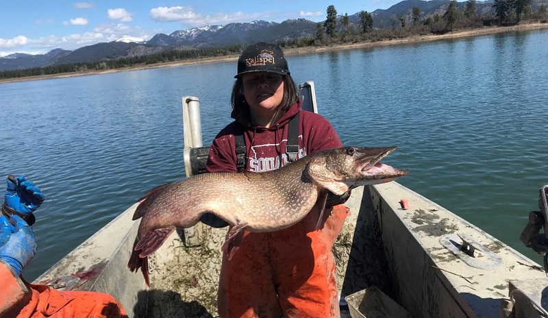 A Tribal staff member standing in a boat holds a large northern pike.