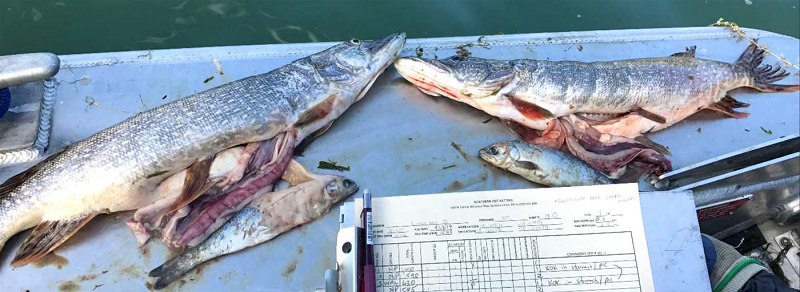 Photos displaying small salmonids there were removed from the stomach of Northern Pike.
