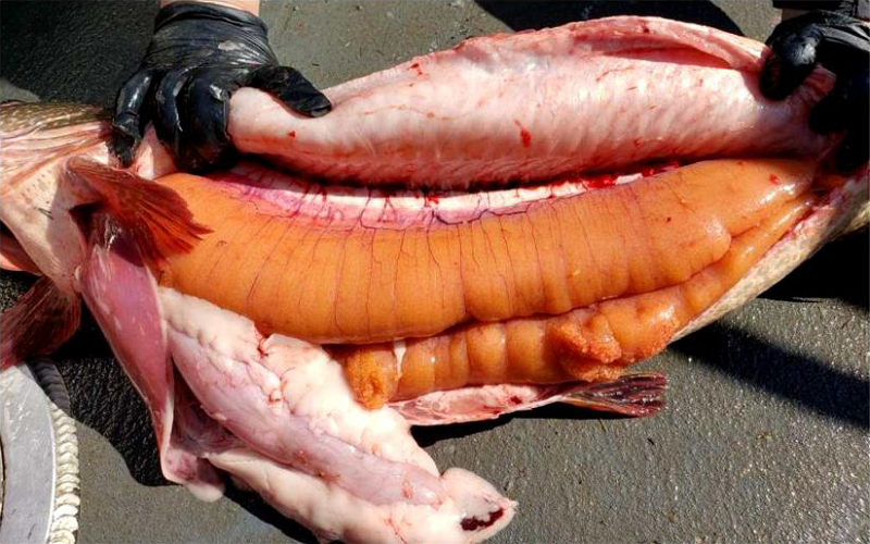 Photo showing the fecundity of a single mature Northern Pike female.