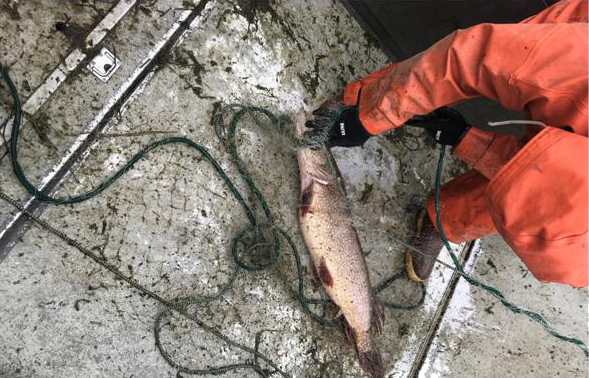 Photo showing Kalispel Tribal staff displaying the process of gillnet suppression for Northern Pike in the Pend Oreille River, WA.