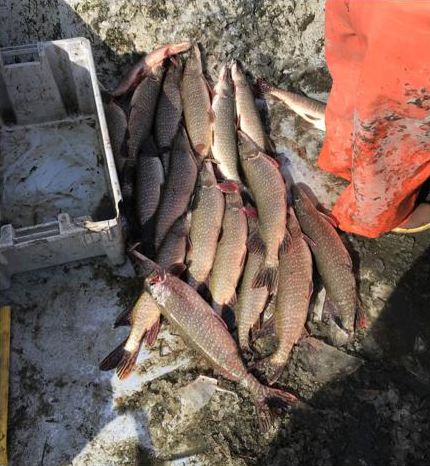 Photo showing Kalispel Tribal staff displaying the process of gillnet suppression for Northern Pike in the Pend Oreille River, WA.